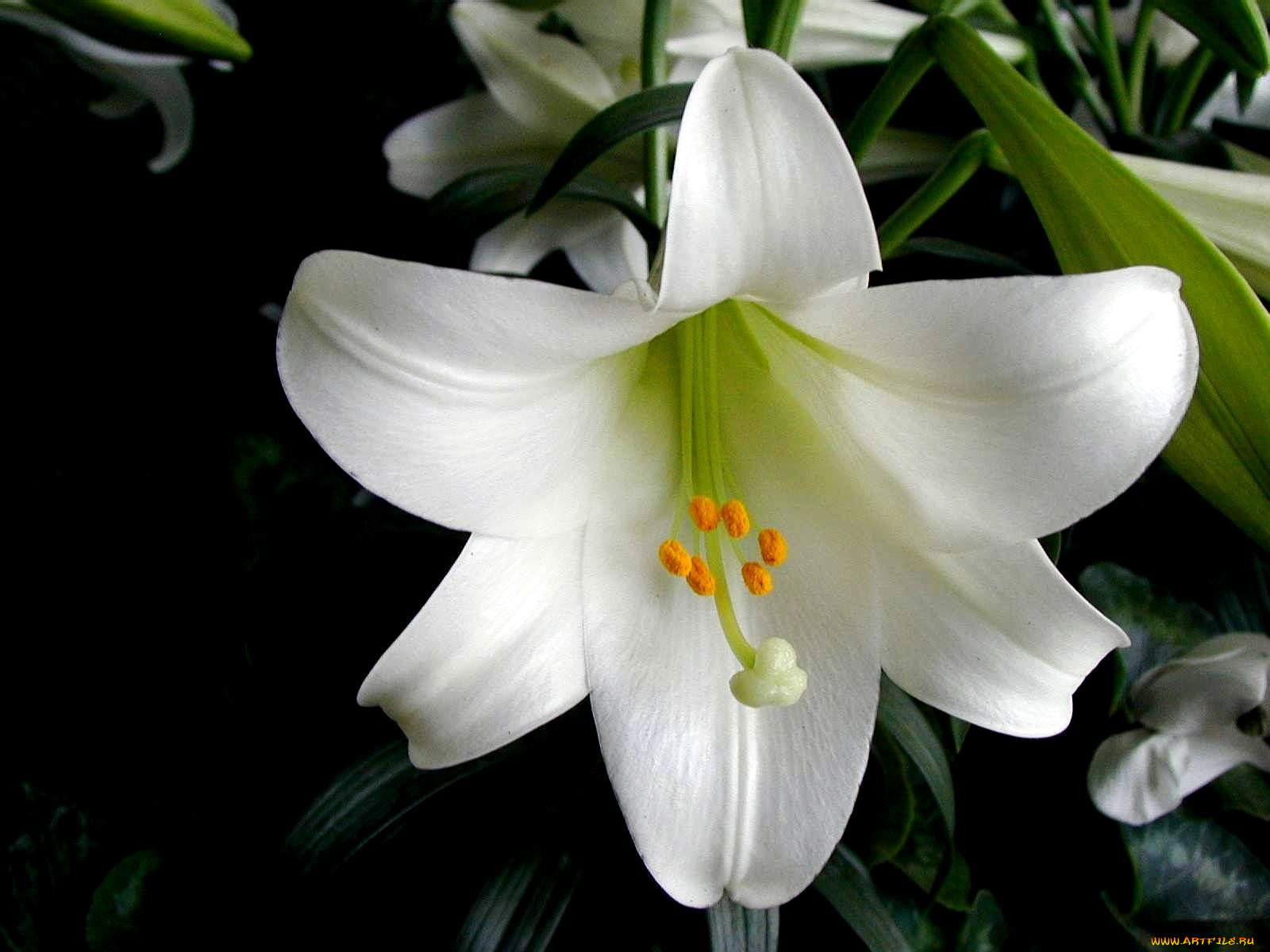 Белая лилия цветок фото комнатный